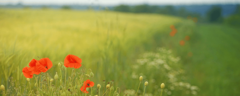 A green grass field with poppies in the foreground.
