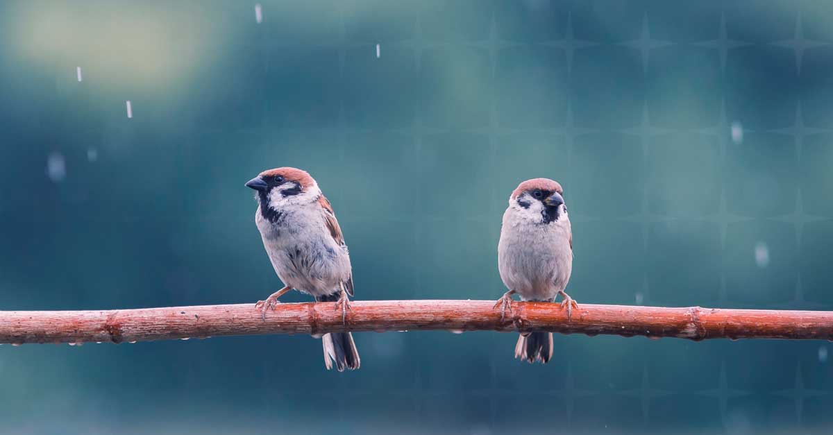 Two birds sitting on a branch in the rain - facing away from each other.