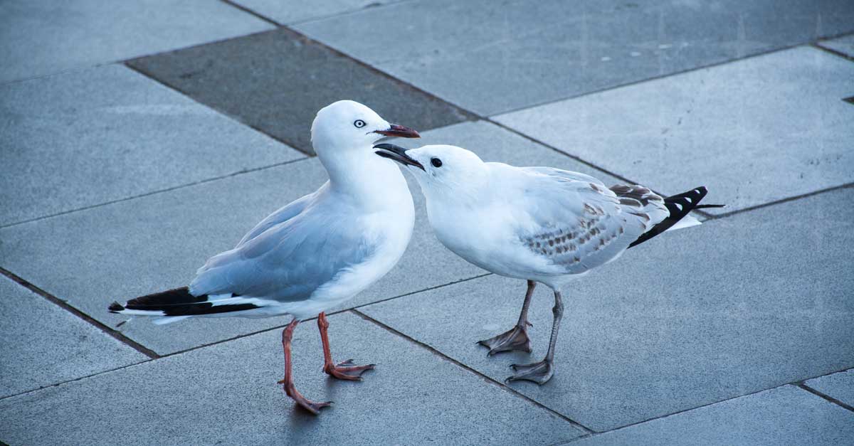 Two seagulls standing on concrete tiles. One of them is pecking at the other.